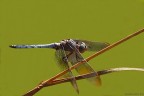 Orthetrum Brunneum,ovvero... Orthetrum Brunneum,ovvero...
