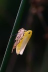 Cicadella Cicadella