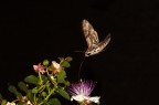 Agrius convolvuli Agrius convolvuli