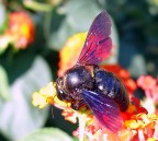 Black...... Black......