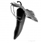 Bastasse un mantello..... Bastasse un mantello.....