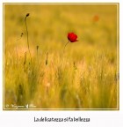 La delicatezza si fa bellezza La delicatezza si fa bellezza