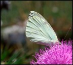 La mia prima farfalla, e la mia prima foto macro! So che non  come le vostre ma.. ci ho provato! :)

Suggerimenti e critiche sempre ben accetti!