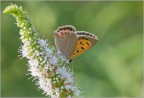 Lycaena phlaeas - Argo bronzeo Lycaena phlaeas - Argo bronzeo
