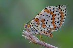 Melitaea didyma Melitaea didyma