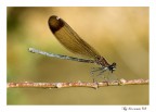 Libellula in riposo Libellula in riposo