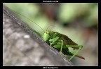 Cavalletta verde Cavalletta verde