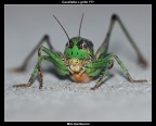 Cavalletta o grillo Cavalletta o grillo