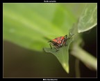 Pyrrhocoris Apterus Pyrrhocoris Apterus
