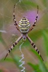 Argiope bruennichi Argiope bruennichi