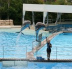 Delfini 2 Zoo Marine Delfini 2 Zoo Marine