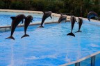 Delfini 3 Zoo Marine Delfini 3 Zoo Marine
