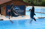 Delfini 4 Zoo Marine Delfini 4 Zoo Marine