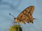 Papilio Macaon 2 Papilio Macaon 2