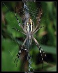 Argiope Bruennichi Argiope Bruennichi