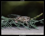 La cicala La cicala
