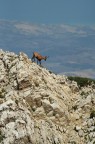 Scattata sul Monte Camicia. Avevamo il vento contro e siamo riusciti ad avvicinarci parecchio. 

Cose per cui vale la pena avere un tele, alzarsi alle 6 e scarpinare 2 ore.


Altre qui: http://www.flickr.com/photos/morganamor