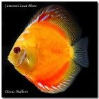Discus malboro red Discus malboro red