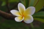 bali's flower.......... bali's flower..........