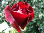 la rosa la rosa
