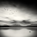 Fifteen birds Fifteen birds