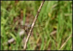 libellula con obiettivo in kit 18-55 libellula con obiettivo in kit 18-55