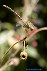 Onychogomphus forcipatus Onychogomphus forcipatus
