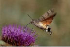 Macroglossum anch'io! Macroglossum anch'io!