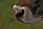 All'attacco miei prodi...