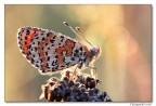 melitaea cinxia rugiadata....