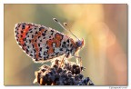melitaea cinxia rugiadata.... melitaea cinxia rugiadata....