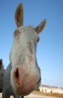 Asinello albino Asinello albino