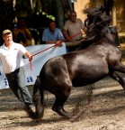 mostra del cavallo bardigiano mostra del cavallo bardigiano