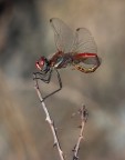 .-.-. Libellula .-.-. dati Corretti .-.-. Libellula .-.-. dati Corretti
