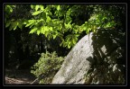 luce