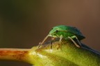 cimice verde cimice verde