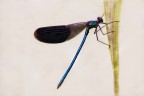 Damigella blu