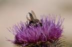 Riprendendo il titolo di una vecchia canzone di Francesco Guccini, propongo questa immagine scattata con Nikon d50 e Sigma 150mm apo macro, 1/500 sec. f/8 a mano libera, misurazione spot, Iso200. Commenti e critiche gradite!