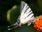 .....Papilio Podalirium.

k.