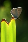 Farfallina