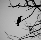 black bird black bird