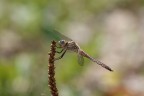 Libellula Libellula