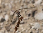 Libellula Libellula