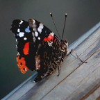 Invidiando tutti coloro che mettevono foto di farfalle, ho voluto provare a cimentarmi anche io.  Ma come fanno???
55 scatti per avere uno come questo che non sia troppo rivoltante. La farfalla non stava mai ferma e a volte per prendersi gioco di me, si posava sopra la mia testa.
Questa foto  stata scattata con Canon 40D + 55-250 is.