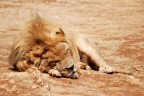 ...The Lion Sleep Tonight... ...The Lion Sleep Tonight...