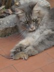 gatto dopo la caccia gatto dopo la caccia
