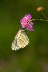 Pieride del biancospino Pieride del biancospino