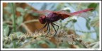 Posarsi sull'erba è dolce Posarsi sull'erba è dolce