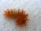 Mostro di Scanno Mostro di Scanno
