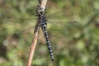 Libellula Libellula